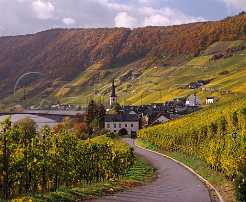 StMichaels church in Piesport village surrounded   by the Goldtrpfchen vineyard Germany    Mosel