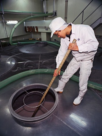 Stirring the mixture of steamed rice water and yeast prior to fermentation in the Shikomi tanks   Sawanoi Sake Brewery Sawai  Tokyo Japan