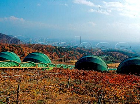 Vineyard at Suntory Tominooka winery near Kofu   city  The green domes are covering the visitor   centres group areas  Yamanashi Prefecture Japan