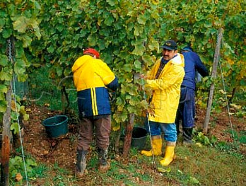 Harvesting Riesling grapes in the Kirchenpfad   vineyard Rdesheim Germany    Rheingau