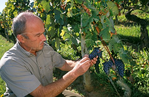 Alain Vauthier examining ripe Merlot   grapes in vineyard at Chteau Ausone  Stmilion Gironde France    Stmilion  Bordeaux