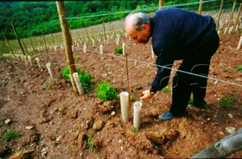 Alessandro Franois in a newly planted   vineyard at Castello di Querceto   Lucolena Tuscany Italy     Chianti Classico