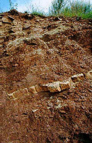 Profile of galestro soil at   Castello di Querceto Lucolena Tuscany   Italy    Chianti Classico