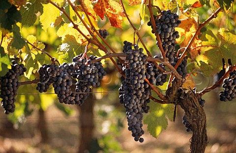 Merlot grapes in vineyard of Vieux Chteau Certan Pomerol Gironde France Pomerol  Bordeaux
