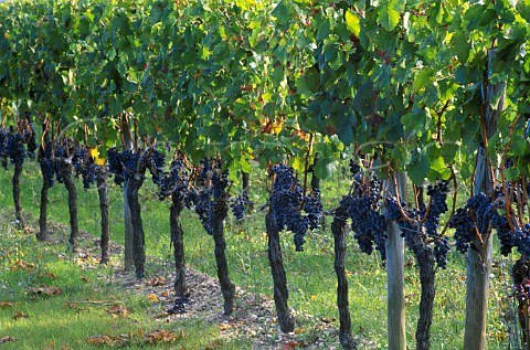 Ripe Merlot grapes in vineyard at   Chteau Ptrus Pomerol Gironde France   Pomerol  Bordeaux