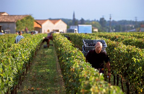 Harvesting Merlot grapes in vineyard at   Chteau Ptrus Pomerol Gironde  France Pomerol  Bordeaux