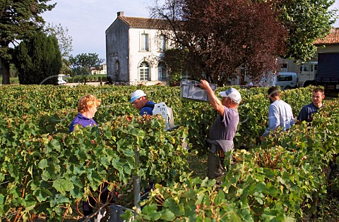 Harvesting Merlot grapes at   Chteau Ptrus Pomerol Gironde France   Pomerol  Bordeaux