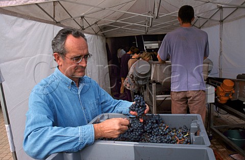 JeanClaude Berrouet winemaker   examining Merlot grapes at   Chteau Ptrus Pomerol Gironde France   Pomerol  Bordeaux