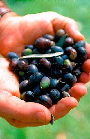 Harvested olives  Arma di Taggia Liguria Italy