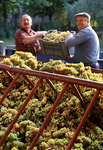Harvesting Erbaluce grapes near Caluso   Piemonte Italy    Erbaluce di Caluso