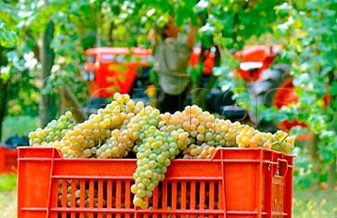 Harvesting Erbaluce grapes near Caluso   Piemonte Italy    Erbaluce di Caluso