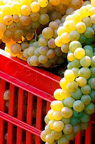 Harvested Erbaluce grapes near Caluso   Piemonte Italy    Erbaluce di Caluso