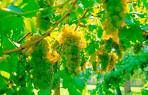 Erbaluce grapes near Caluso Piemonte   Italy    Erbaluce di Caluso