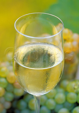Glass of Erbaluce di Caluso with   Erbaluce grapes  Piemonte Italy