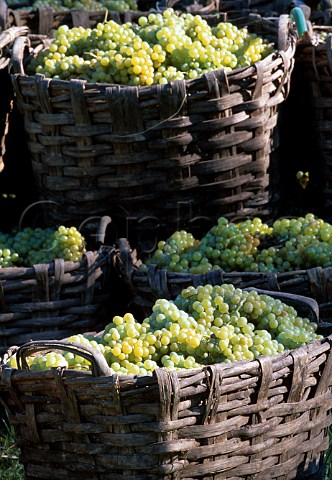 Traditional Baskets of harvested Moscato   grapes Asti Piemonte Italy