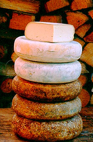 Tome delle Langhe cheese from the   Langhe Hills of Piemonte Italy