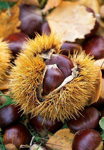 Chestnuts Alba Piemonte Italy