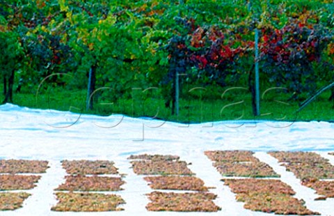 Harvested Malvasia di Candia grapes laid   out to dry at La Stoppa Ancarano di   Rivargaro Emilia Romagna Italy   Colli Piacentini