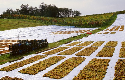 Harvested Malvasia di Candia grapes laid   out to dry at La Stoppa Ancarano di   Rivargaro Emilia Romagna Italy Colli Piacentini