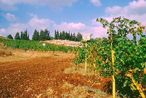 Cabernet Franc vines in the Tall Dnoub   vineyard of Chateau Ksara in the   Bekaa Valley Lebanon
