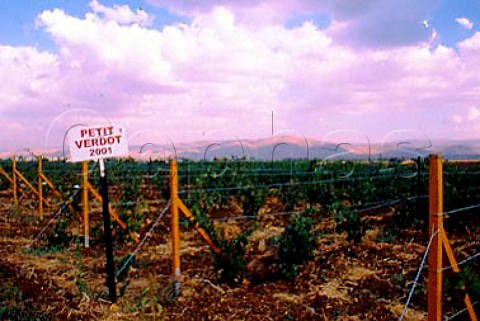 Petit Verdot vines in the Tall Dnoub   vineyard of Chateau Ksara in the   Bekaa Valley Lebanon