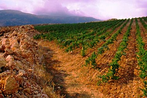 The Tall Dnoub vineyard of Chateau Ksara   in the Bekaa Valley Lebanon