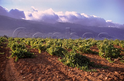Vineyard of Chateau Musar at Aana   in the Bekaa Valley Lebanon