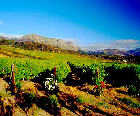 Steenberg vineyards Constantia   Cape Province South Africa