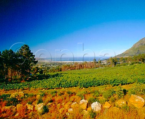 Cape Point vineyards Noordhoek Cape Province   South Africa