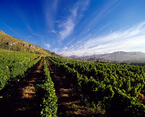Cape Point vineyards Noordhoek Cape Province   South Africa