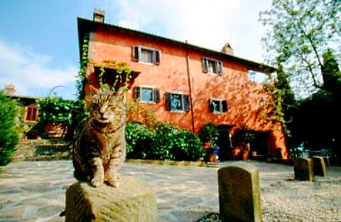 Cat outside Cennatoio winery   Panzano in Chianti Tuscany Italy     Chianti Classico