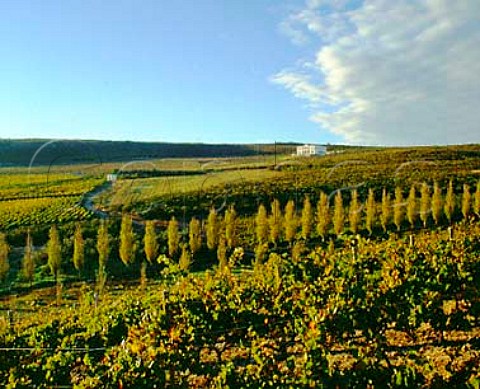 Hamilton Russell Vineyards in the HemelenAarde   Valley Hermanus South Africa  Walker Bay
