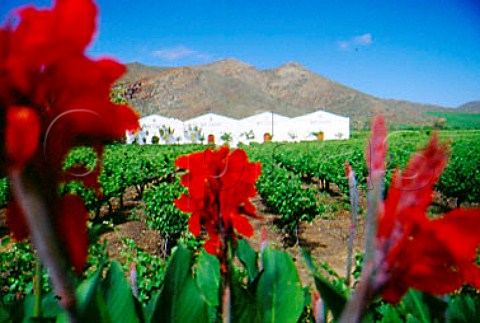 Vineyard and winery of Van Loveren   Robertson South Africa