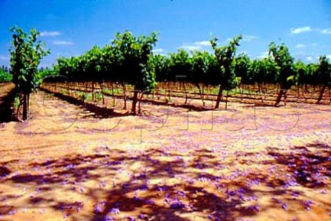 Fallen Jacaranda flowers on ground by   vineyard of De Wetshof Robertson   South Africa