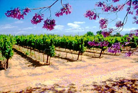 Fallen Jacaranda flowers on ground by   vineyard of De Wetshof Robertson   South Africa