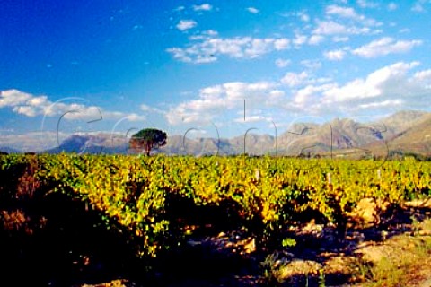 Vineyard of Avondale   Paarl South Africa