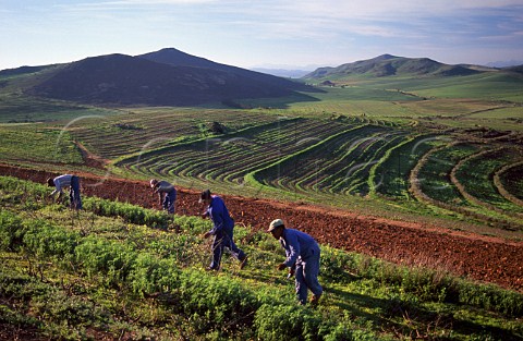 Workers pruning vines in winter   Groote Post Vineyards Darling   South Africa     Swartland