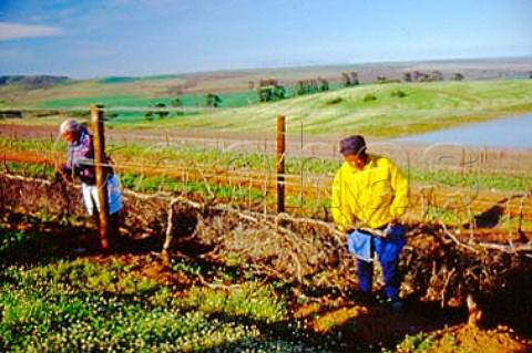Workers pruning vines in winter   Groote Post Vineyards Darling   South Africa     Swartland