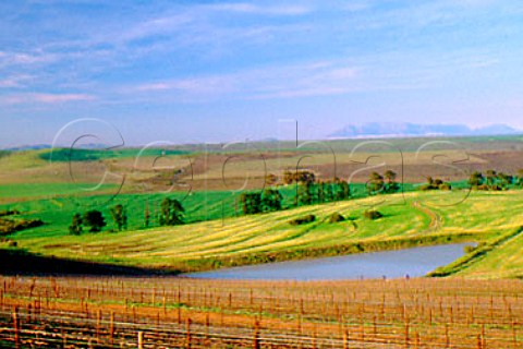 Groote Post Vineyards in winter   Darling South Africa     Swartland