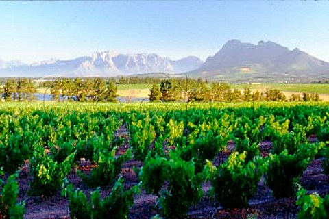 Vineyard of Landskroon Estate   Paarl South Africa