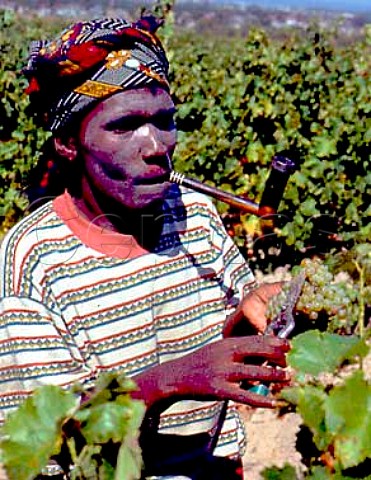 Pipesmoking grape picker Stellenbosch   South Africa