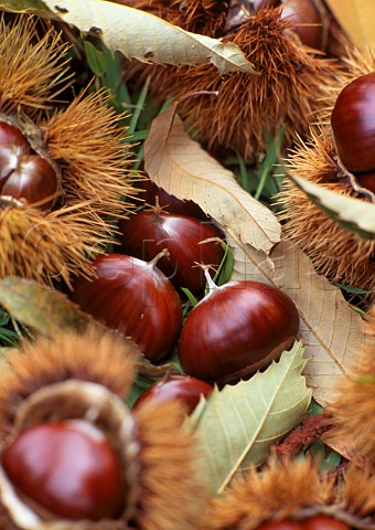 Sweet chestnuts Alba Piemonte Italy
