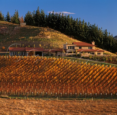 Pinot Noir vineyard at TerraVin in the   Omaka Valley Marlborough New Zealand