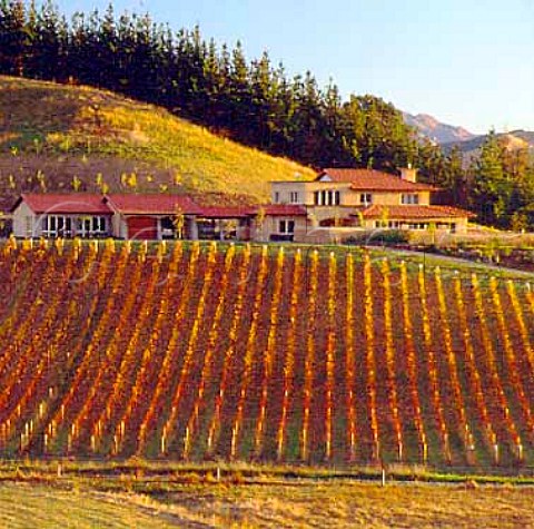 TerraVin vineyard  Pinot Noir  in the   Omaka Valley Marlborough New Zealand
