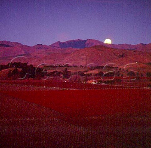 Moonrise over Montana Brancott Estate vineyard   Marlborough New Zealand