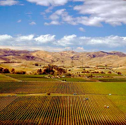 Machine harvesting in Montana Brancott Estate   vineyard Marlborough New Zealand