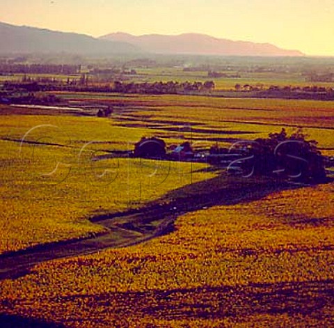 Montana Brancott Estate vineyard Marlborough   New Zealand
