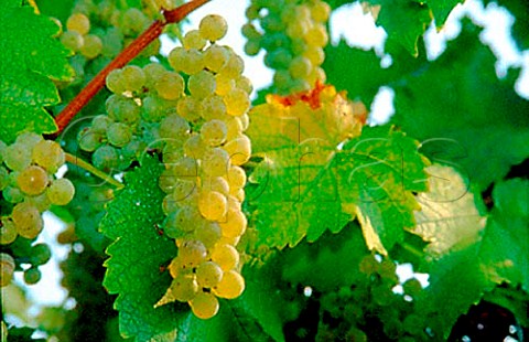 Chardonnay grapes in Three Sisters   Vineyard near Dahlonega Georgia USA