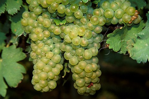 Viognier grapes in Blackstock Vineyard    near Dahlonega Georgia USA