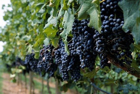 Sangiovese grapes in Blackstock   Vineyard near Dahlonega Georgia USA